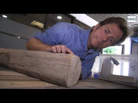 Plagas de insectos en edificios: amenazas y soluciones